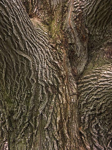 Very Old Bark