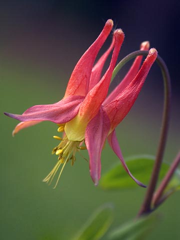 Columbine photo - Gordon W photos at pbase.com