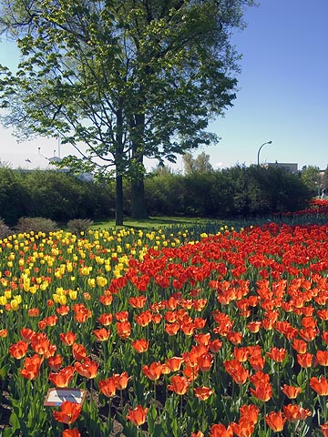 Tulip Bed6