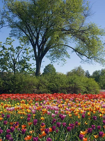 Tulip Bed7
