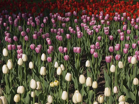 Tulips3