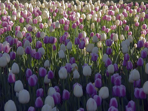 Tulips5