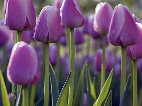 Tulips7