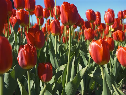 Tulips13