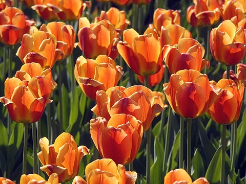 Tulips16
