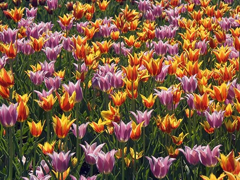 Tulips18
