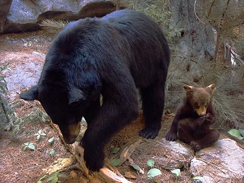 Algonquin Park Bears 6000
