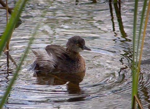 Least Grebe