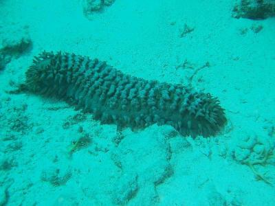 Sea cucumber (without red filter)