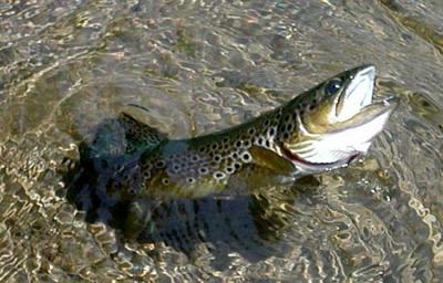 Brown in water