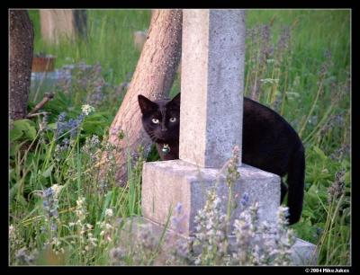 Graveyard Cat
