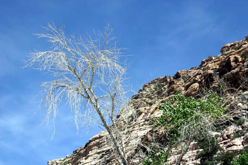 Red Rock Canyon