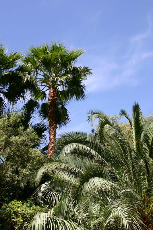 Palm Trees