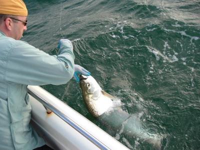 mike landing tommy 40lb tarpon 05-20-04.JPG
