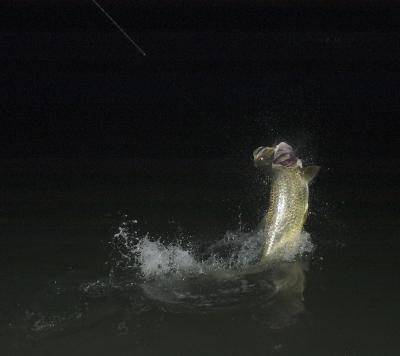 mike-50lb-tarpon-jumping-05-29-04.jpg