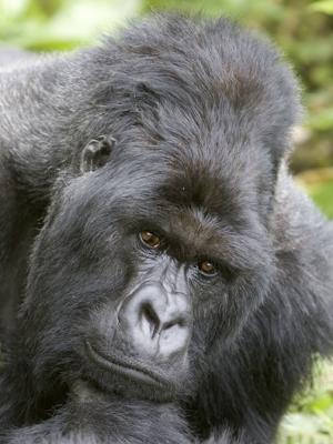 Gorilla thinker