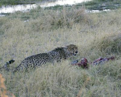 Cheetah with Impala kill
