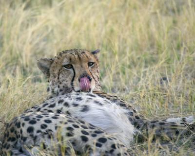 Cheetah licking chops