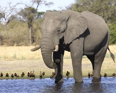 Elephant with birds at pond