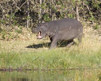 hippo with open mouth