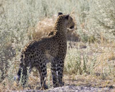 leopard hunting