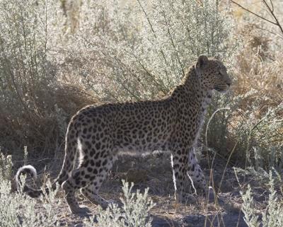 leopard in sage