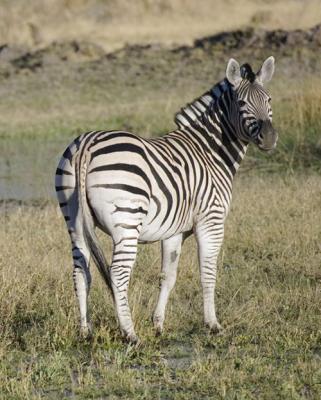 Zebra looking back