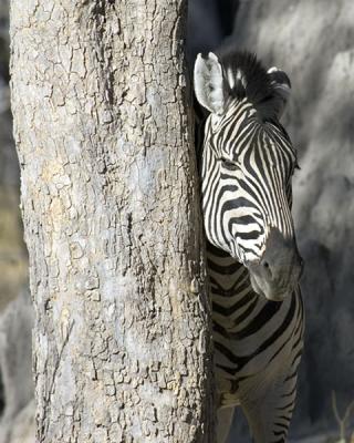 zebra scratching on tree