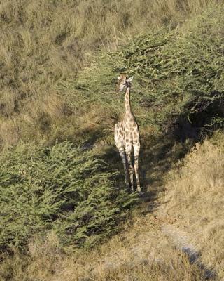 giraffe from helicopter
