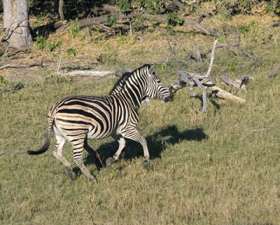 two zebras from helicopter