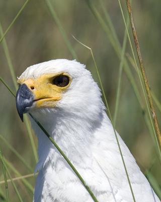 fish eagle close up