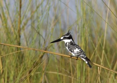 pied kingfisher