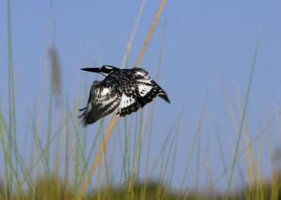 Pied Kingfisher in flight