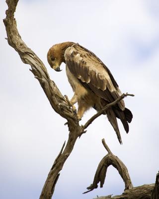 Tawny Eagle