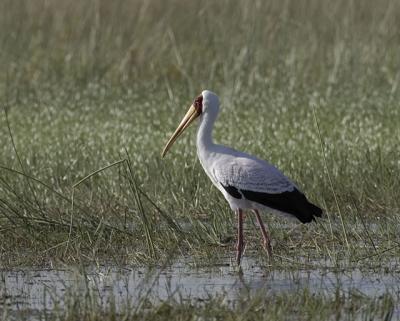 stork in early morning light