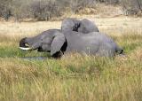 Elephants bathing