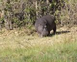 hippo head on