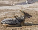 jackal at watering hole