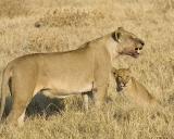 lions eating