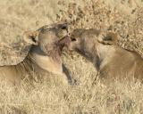 lions eating