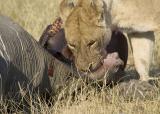 lions eating