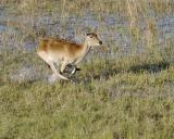 impala from helicopter
