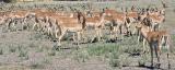 Impala herd