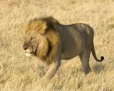 male lion