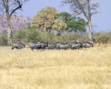 wildebeast herd