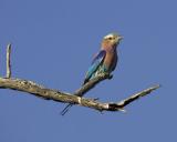 Blue wing roller