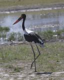 Stork