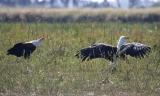 fish eagles with fish on ground