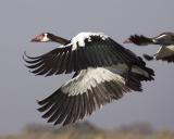 geese flying