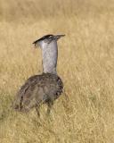 kori bustard